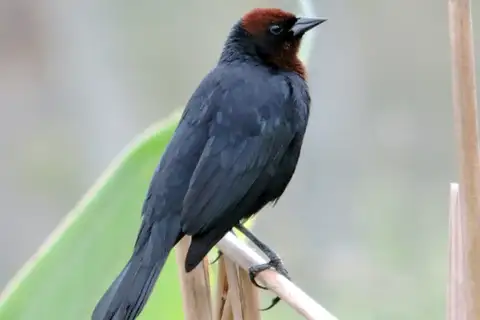 Chestnut-capped Blackbird