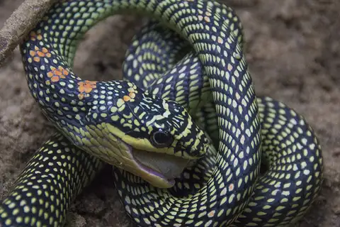 Paradise Flying Snake