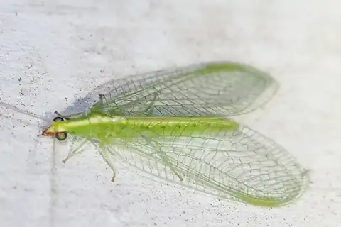 Red-lipped Green Lacewing