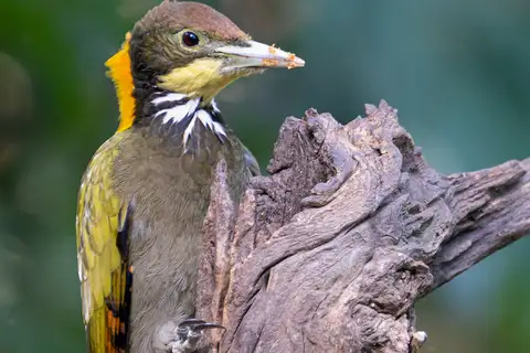 Greater Yellownape