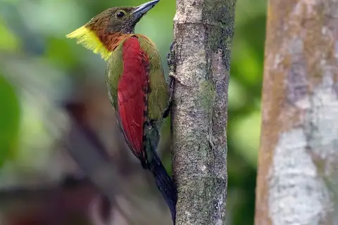 Checker-throated Woodpecker