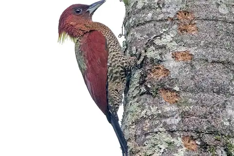 Banded Woodpecker