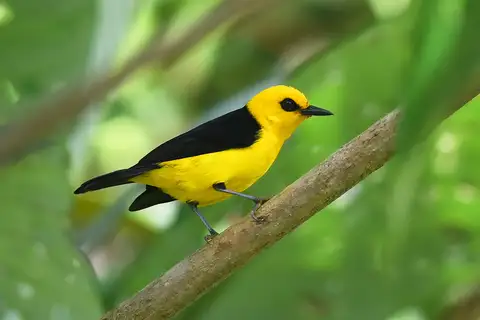 Black-and-yellow Tanager