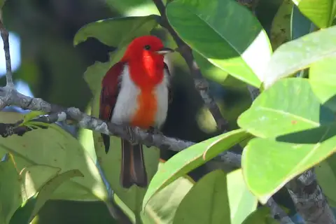 Scarlet-and-white Tanager