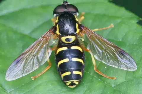 Hook-barred Spearhorn