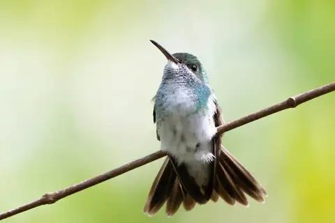 Mangrove Hummingbird