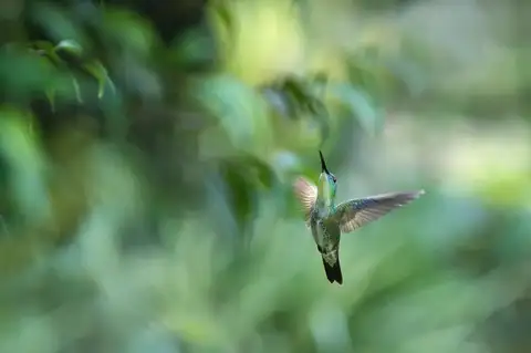 White-chested Emerald