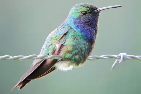 Sapphire-throated Hummingbird