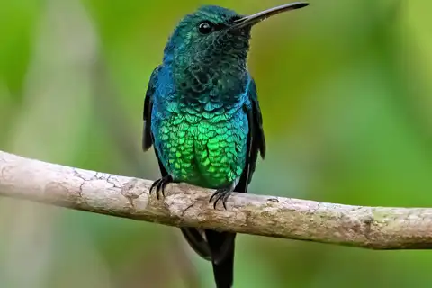 Shining-green Hummingbird