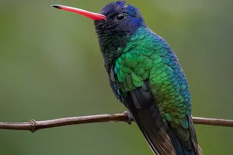 Blue-headed Sapphire