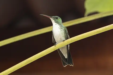 Plain-bellied Emerald