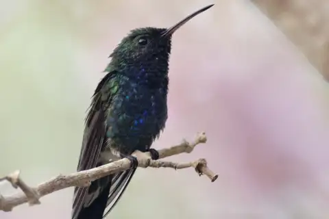 Sapphire-bellied Hummingbird