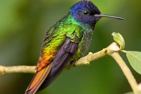 Golden-tailed Sapphire