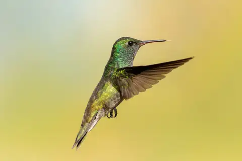 Versicolored Emerald