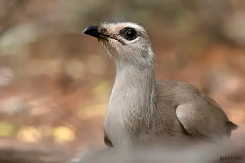 Black-legged Seriema