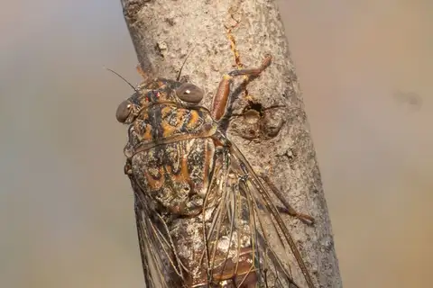 Cicada barbara
