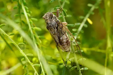 Cretan Cicada