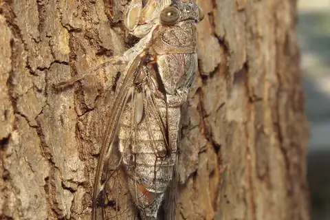 Cicada lodosi