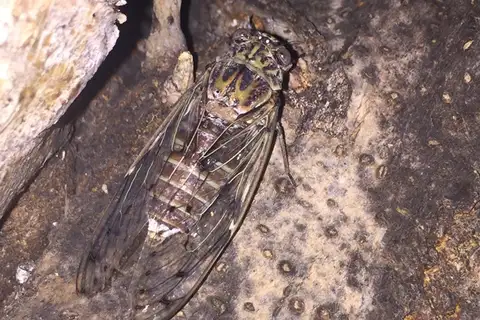East Aegean Cicada