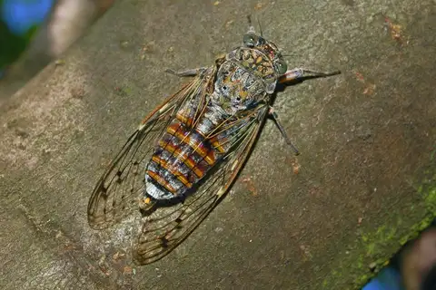 Ash Cicada