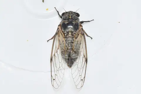 Black Sorrow Cicada