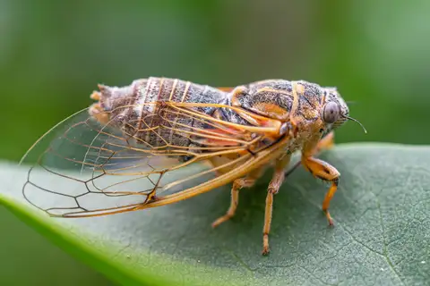 Cicadatra hyalina