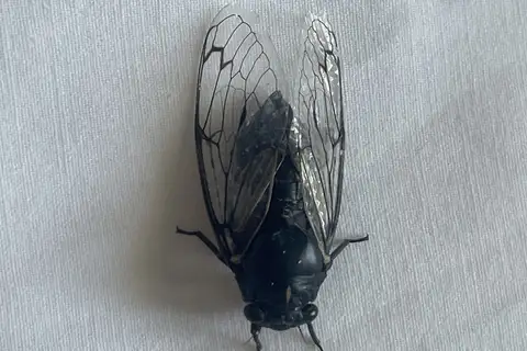 Cicadatra icari