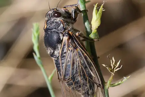 Cicadatra persica