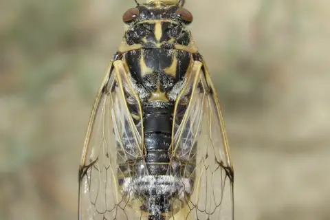 Cicadatra platyptera