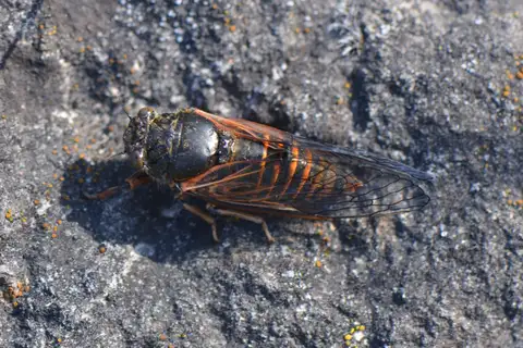 Cicadetta brevipennis