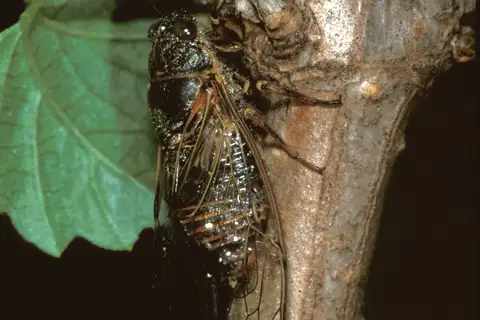 Cicadetta cantilatrix