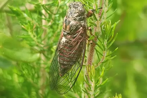 Cicadetta fangoana