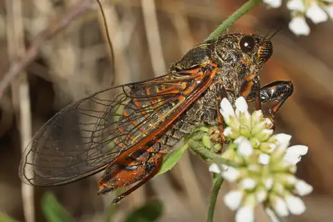 Cicadetta macedonica