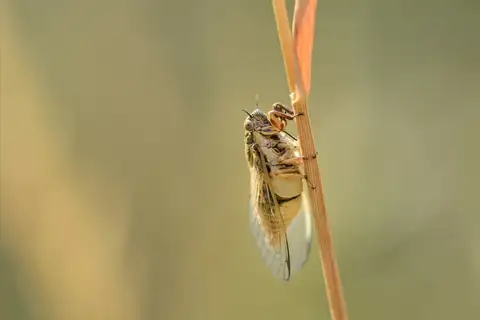 Cicadetta mediterranea
