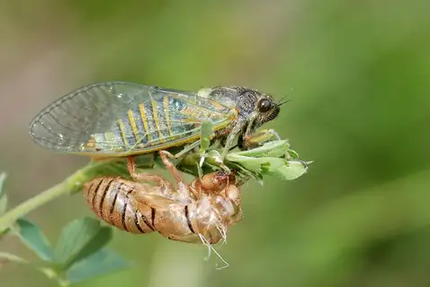 New Forest Cicada
