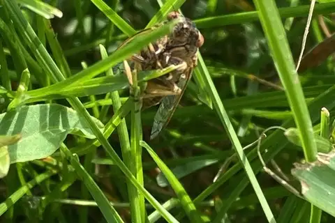 Southern Grass Cicada