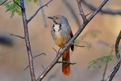 Collared Palm Thrush
