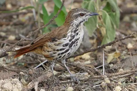 Spotted Palm Thrush