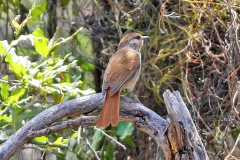 Rufous-tailed Palm Thrush