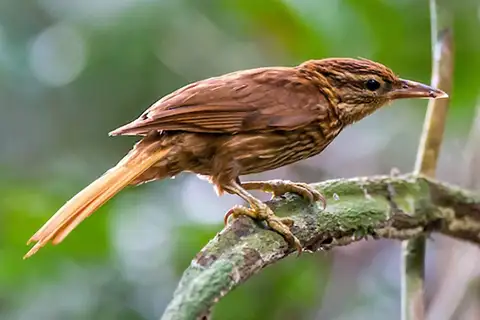 Pale-browed Treehunter