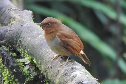 Rufous-brown Solitaire