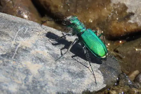 Green Claybank Tiger Beetle