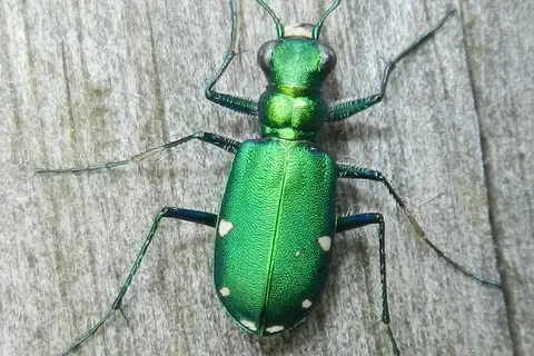 Six-spotted Tiger Beetle