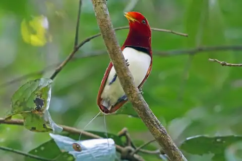 King Bird-of-paradise