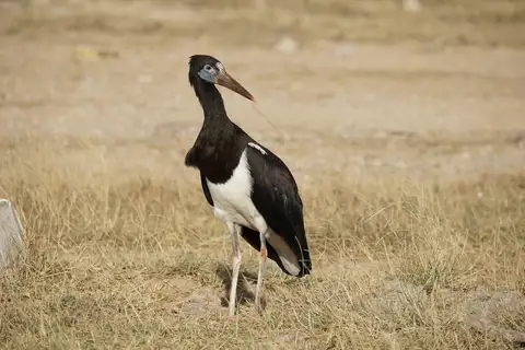 Abdim's Stork