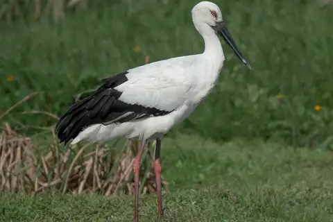 Oriental Stork