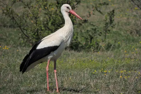 White Stork