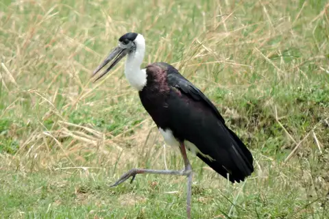 Asian Woolly-necked Stork