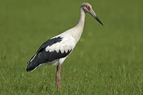Maguari Stork