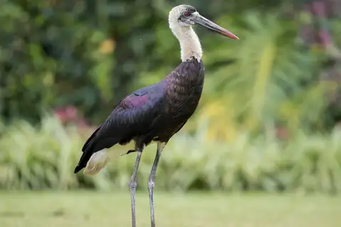 African Woolly-necked Stork